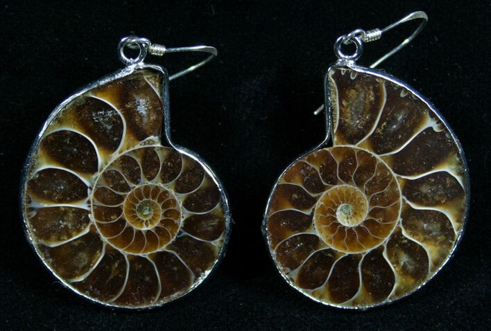 Stylish Ammonite Earrings - Sterling Silver #7673